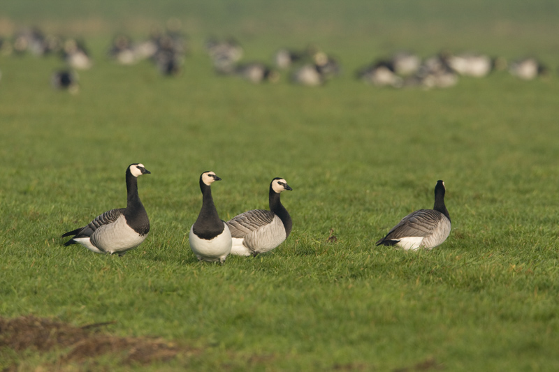 Branta leucopsis Brandgans Barnacle Goose